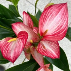 Flamingoblume 'LiviumRed' Rot-weiß Gestreift, Topf-Ø 17 Cm -Garten Sicht Verkäufe 0210650617 Anthurium Livium Red T17 H55 14 126752