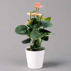 Flamingoblume 'Spirit Champion' Hellrosa, Inkl. Übertopf Dallas, Topf-Ø 12 Cm -Garten Sicht Verkäufe 0210650621 Anthurium a Spirit Champion hellrosa T12 Dallas weiss 3 126789