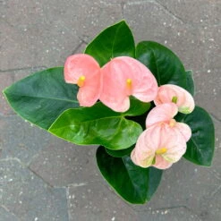 Flamingoblume 'Spirit Champion' Hellrosa, Inkl. Übertopf Dallas, Topf-Ø 12 Cm -Garten Sicht Verkäufe 0210650621 Anthurium a Spirit Champion hellrosa T12 Dallas weiss 4 126786