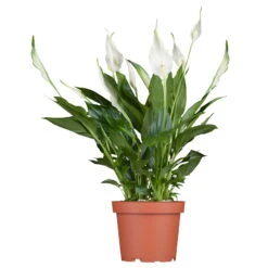 Luftreinigender Mix Für Sonnig/halbschattige Standorte, Topf 12 Cm Ø -Garten Sicht Verkäufe 0210660047 Spathiphyllum Bellini 13cm T H40cm Decorum Plants 1