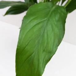 Luftreinigender Mix Für Sonnig/halbschattige Standorte, Topf 12 Cm Ø -Garten Sicht Verkäufe 0210660047 Spathiphyllum Bellini 13cm T H40cm Decorum Plants 2