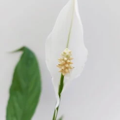 Luftreinigender Mix Für Sonnig/halbschattige Standorte, Topf 12 Cm Ø -Garten Sicht Verkäufe 0210660047 Spathiphyllum Bellini 13cm T H40cm Decorum Plants 3