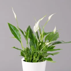 Einblatt 'Bellini', Topf-Ø 13 Cm, Mit Topf Dallas Weiß, Höhe Ca. 30 Cm, 2er-Set -Garten Sicht Verkäufe 0210660074 Spathiphyllum walisii im UeT Dallas weiss 2