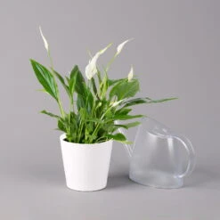 Einblatt 'Bellini', Topf-Ø 13 Cm, Mit Topf Dallas Weiß, Höhe Ca. 30 Cm, 2er-Set -Garten Sicht Verkäufe 0210660074 Spathiphyllum walisii im UeT Dallas weiss 3