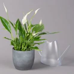 Einblatt 'Bellini' In Keramiktopf Bergamo Grau, Topf-Ø 13 Cm, Höhe Ca. 30 Cm -Garten Sicht Verkäufe 0210660088 Spathiphyllum in Uebertopf Bergamo grau 3