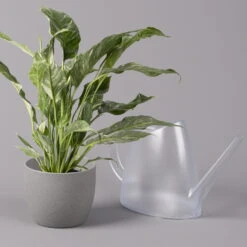 Einblatt 'Diamond', Topf-Ø 12 Cm, Höhe Ca. 40 Cm 8 Einblatt 'Diamond', Topf-Ø 12 Cm, Höhe Ca. 40 Cm -Garten Sicht Verkäufe 0210660089 Spathiphyllum Diamond 12cm 2 115548