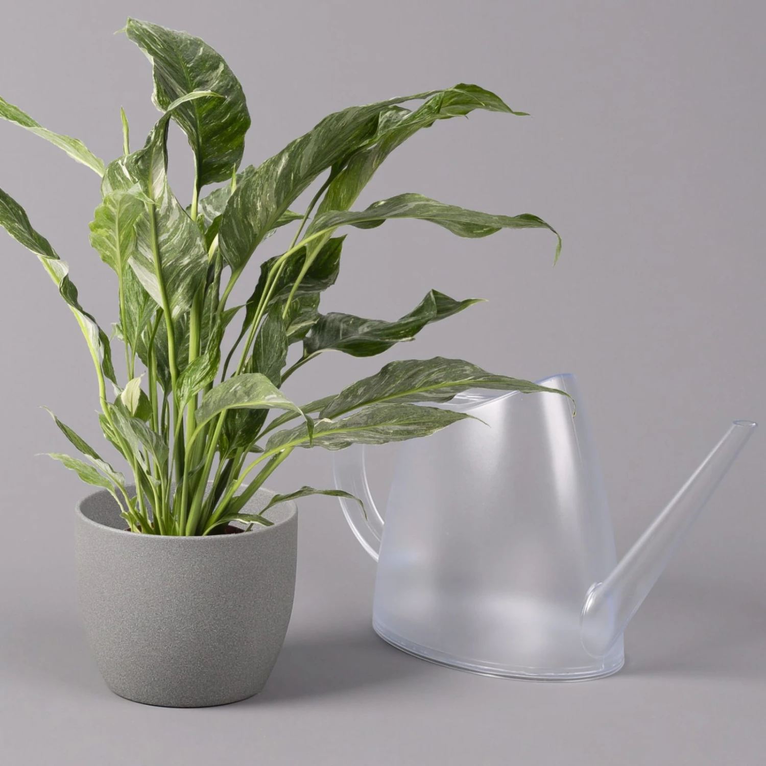 Einblatt 'Diamond', Topf-Ø 12 Cm, Höhe Ca. 40 Cm 3 Einblatt 'Diamond', Topf-Ø 12 Cm, Höhe Ca. 40 Cm – Bild 3