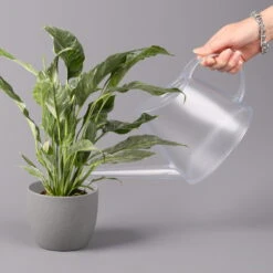 Einblatt 'Diamond', Topf-Ø 12 Cm, Höhe Ca. 40 Cm 9 Einblatt 'Diamond', Topf-Ø 12 Cm, Höhe Ca. 40 Cm -Garten Sicht Verkäufe 0210660089 Spathiphyllum Diamond 12cm 3 115549