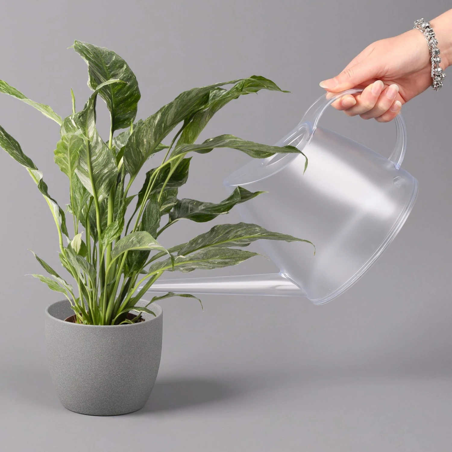 Einblatt 'Diamond', Topf-Ø 12 Cm, Höhe Ca. 40 Cm 4 Einblatt 'Diamond', Topf-Ø 12 Cm, Höhe Ca. 40 Cm – Bild 4