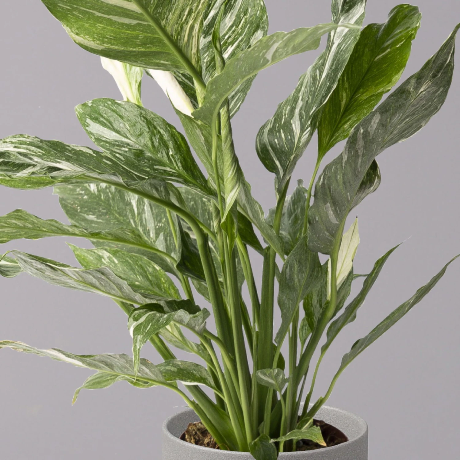 Einblatt 'Diamond', Topf-Ø 12 Cm, Höhe Ca. 40 Cm 2 Einblatt 'Diamond', Topf-Ø 12 Cm, Höhe Ca. 40 Cm – Bild 2