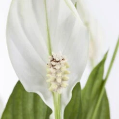 Einblatt 'Bellini' In Übertopf Vibes Blau, Topf-Ø 13 Cm, Höhe Ca. 30 Cm -Garten Sicht Verkäufe 0210660098 0210660099 0210660100 0210660101 Spathiphyllum Bellini 1 124913