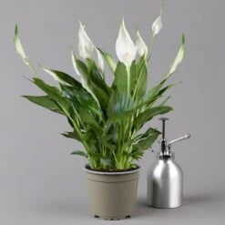 Einblatt 'Bellini' In Übertopf Vibes Blau, Topf-Ø 13 Cm, Höhe Ca. 30 Cm -Garten Sicht Verkäufe 0210660098 0210660099 0210660100 0210660101 Spathiphyllum Bellini 124912