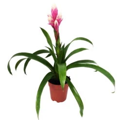 Guzmania 'Candy', Rosa-weiß, Topf-Ø 13 Cm, Höhe Ca. 55 Cm