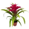 Guzmania 'Deseo Pink', Pink, Topf-Ø 12 Cm, Höhe Ca. 45 Cm