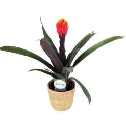 Guzmania 'Tala', Orange&gelb, Topf-Ø 12 Cm, Mit Korb Maki, Höhe Ca. 45 Cm -Garten Sicht Verkäufe 0210750703 Guzmania Tala im Dekokorb 81179
