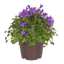 Glockenblume 'Get Mee'®, Blau Und Weiß, Topf-Ø 10,5 Cm, Höhe Ca. 15 Cm -Garten Sicht Verkäufe 0210800017 Campanula Get Mee blau 10 5cm Topf 2
