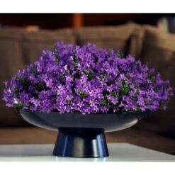 Glockenblume 'Get Mee'®, Blau Und Weiß, Topf-Ø 10,5 Cm, Höhe Ca. 15 Cm -Garten Sicht Verkäufe 0210800017 Campanula Get mee blau 10 5cm2