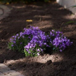 Glockenblume 'Get Mee'®, Blau Und Weiß, Topf-Ø 10,5 Cm, Höhe Ca. 15 Cm -Garten Sicht Verkäufe 0210800017 Campanula Get mee blau 10 5cm3