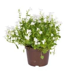 Glockenblume 'Get Mee'®, Blau Und Weiß, Topf-Ø 10,5 Cm, Höhe Ca. 15 Cm -Garten Sicht Verkäufe 0210800088 Campanula Get Mee weiss 10 5cm Topf 2