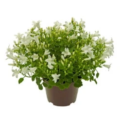 Glockenblume 'Get Mee'®, Blau Und Weiß, Topf-Ø 10,5 Cm, Höhe Ca. 15 Cm -Garten Sicht Verkäufe 0210800088 Campanula Get Mee weiss 10 5cm