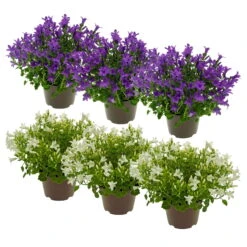 Glockenblume 'Get Mee'®, Blau Und Weiß, Topf-Ø 10,5 Cm, Höhe Ca. 15 Cm