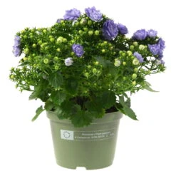 Glockenblume 'Like Mee'®, Blau Und Weiß, Topf-Ø 10,5 Cm, Höhe Ca. 15 Cm, 6er-Set -Garten Sicht Verkäufe 0210800201 Campanula Like Mee blau 6er Set 6xblau 105cm Topf2