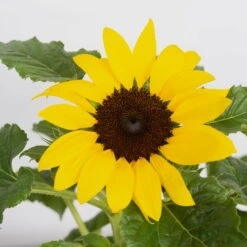 Sonnenblume 'Sunsation'® Gelb, Topf-Ø 12/13 Cm, 6er-Set -Garten Sicht Verkäufe 0210850025 Helianthus annuus Sunsation gelb 6er Set 1