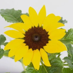 Sonnenblume 'Sunsation'® Gelb, Topf-Ø 12/13 Cm, 6er-Set -Garten Sicht Verkäufe 0210850025 Helianthus annuus Sunsation gelb 6er Set 2