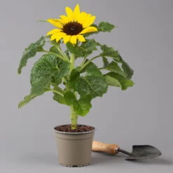 Sonnenblume 'Sunsation'® Gelb, Topf-Ø 12/13 Cm, 6er-Set -Garten Sicht Verkäufe 0210850025 Helianthus annuus Sunsation gelb T12 13 H25 6er Set 2 125626