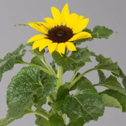 Sonnenblume 'Sunsation'® Gelb, Topf-Ø 12/13 Cm, 6er-Set -Garten Sicht Verkäufe 0210850025 Helianthus annuus Sunsation gelb T12 13 H25 6er Set 2 1 125625