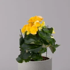 Elatior-Begonie, Topf-Ø 14 Cm, Gelb, Höhe Ca. 20-27 Cm, 4er-Set -Garten Sicht Verkäufe 0210900294 Begonia Elatior gelb 32