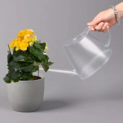 Elatior-Begonie, Topf-Ø 14 Cm, Gelb, Höhe Ca. 20-27 Cm, 4er-Set -Garten Sicht Verkäufe 0210900294 Begonia Elatior gelb 42