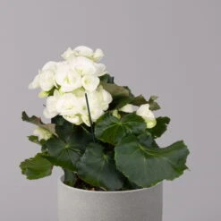 Elatior-Begonie, Topf-Ø 14 Cm, Weiß, Höhe Ca. 20-27 Cm, 4er-Set -Garten Sicht Verkäufe 0210900295 Begonia Elatior weiss 32