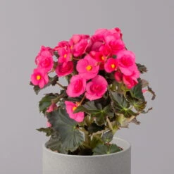 Elatior-Begonie, Topf-Ø 14 Cm, Rosatöne, Höhe Ca. 20-27 Cm, 4er-Set -Garten Sicht Verkäufe 0210900296 Begonia Elatior rosa 32