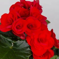 Elatior-Begonie, Topf-Ø 14 Cm, Rot, Höhe Ca. 20-27 Cm, 4er-Set -Garten Sicht Verkäufe 0210900297 Begonia Elatior T14 rot 4er Set 42