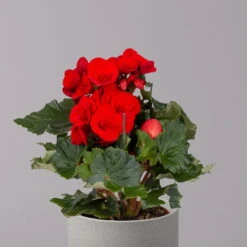 Elatior-Begonie, Topf-Ø 14 Cm, Rot, Höhe Ca. 20-27 Cm, 4er-Set -Garten Sicht Verkäufe 0210900297 Begonia Elatior rot 32