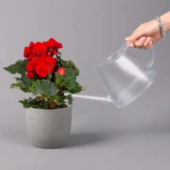 Elatior-Begonie, Topf-Ø 14 Cm, Rot, Höhe Ca. 20-27 Cm, 4er-Set -Garten Sicht Verkäufe 0210900297 Begonia Elatior rot 42