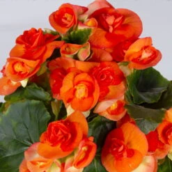 Elatior-Begonie, Topf-Ø 14 Cm, Orange, Höhe Ca. 20-27 Cm, 4er-Set -Garten Sicht Verkäufe 0210900298 Begonia Elatior T14 orange 4er Set 42