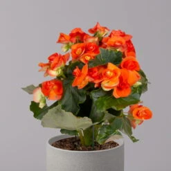 Elatior-Begonie, Topf-Ø 14 Cm, Orange, Höhe Ca. 20-27 Cm, 4er-Set -Garten Sicht Verkäufe 0210900298 Begonia Elatior orange 32