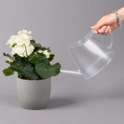 Elatior-Begonie, Topf-Ø 14 Cm, Gelb & Weiß, Höhe Ca. 20-27 Cm, 4er-Set -Garten Sicht Verkäufe 0210900299 Begonia Elatior gelb weiss 6