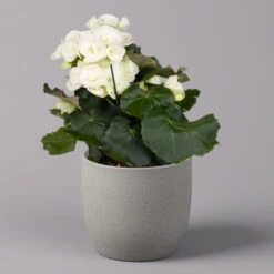 Elatior-Begonie, Topf-Ø 14 Cm, Rosa & Weiß, Höhe Ca. 20-27 Cm, 4er-Set -Garten Sicht Verkäufe 0210900300 Begonia Elatior weiss rosa 3