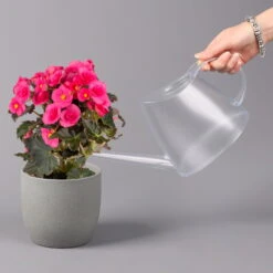 Elatior-Begonie, Topf-Ø 14 Cm, Verschiedene Farben, Höhe Ca. 20-27 Cm, 4er-Set -Garten Sicht Verkäufe 0210900302 Begonia Elatior Farbe nach Verfuegbarkeit 10