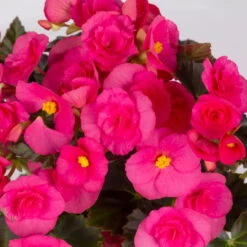 Elatior-Begonie, Topf-Ø 14 Cm, Verschiedene Farben, Höhe Ca. 20-27 Cm, 4er-Set -Garten Sicht Verkäufe 0210900302 Begonia Elatior Farbe nach Verfuegbarkeit 11