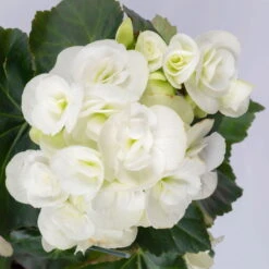 Elatior-Begonie, Topf-Ø 14 Cm, Verschiedene Farben, Höhe Ca. 20-27 Cm, 4er-Set -Garten Sicht Verkäufe 0210900302 Begonia Elatior Farbe nach Verfuegbarkeit 2