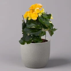 Elatior-Begonie, Topf-Ø 14 Cm, Verschiedene Farben, Höhe Ca. 20-27 Cm, 4er-Set -Garten Sicht Verkäufe 0210900302 Begonia Elatior Farbe nach Verfuegbarkeit 3