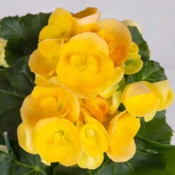 Elatior-Begonie, Topf-Ø 14 Cm, Verschiedene Farben, Höhe Ca. 20-27 Cm, 4er-Set -Garten Sicht Verkäufe 0210900302 Begonia Elatior Farbe nach Verfuegbarkeit 4