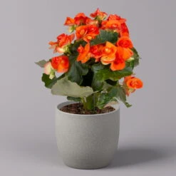 Elatior-Begonie, Topf-Ø 14 Cm, Verschiedene Farben, Höhe Ca. 20-27 Cm, 4er-Set -Garten Sicht Verkäufe 0210900302 Begonia Elatior Farbe nach Verfuegbarkeit 5
