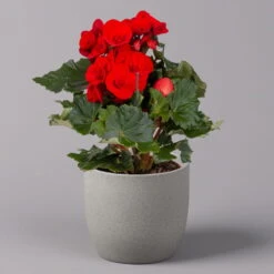 Elatior-Begonie, Topf-Ø 14 Cm, Verschiedene Farben, Höhe Ca. 20-27 Cm, 4er-Set -Garten Sicht Verkäufe 0210900302 Begonia Elatior Farbe nach Verfuegbarkeit 7