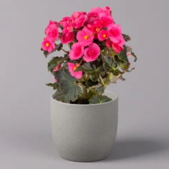 Elatior-Begonie, Topf-Ø 14 Cm, Verschiedene Farben, Höhe Ca. 20-27 Cm, 4er-Set -Garten Sicht Verkäufe 0210900302 Begonia Elatior Farbe nach Verfuegbarkeit 9