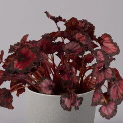 Blattbegonie 'Inca Night', Topf-Ø 12 Cm, Höhe Ca. 25 Cm, 3er-Set -Garten Sicht Verkäufe 0210900312 Blattbegonie Inca Night 3er Set 3